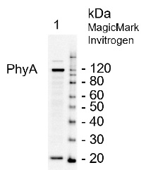 PhyA | Phytochrome A in the group Antibodies Plant/Algal / Plant Developmental Biology / Photomorphogenesis at Agrisera AB (Antibodies for research) (AS07 220)